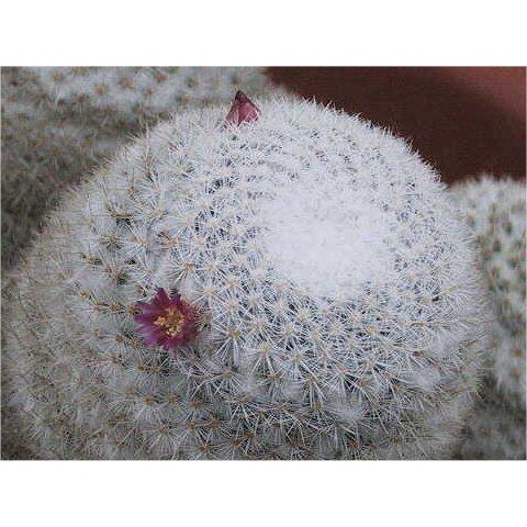 แมม-อัลบิลลานาต้า-mammillaria-albilanata-10-เมล็ด