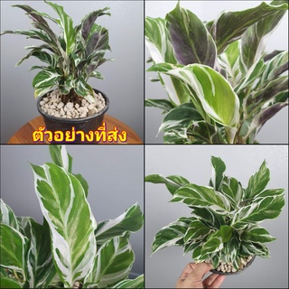 (1ต้น) ต้น คล้าราชภัฏ คล้าด่างขาว ต้นคล้าราชภัฏ    ต้นคล้าด่างขาว White Fusion Peacock Calathea Snow White Calathea hybr