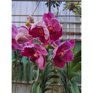 vanda กล้วยไม้แวนด้า ทูโทน ดอกใหญ่ ช่อใหญ่ จัดส่งพร้อมกระถางชำ3นิ้ว