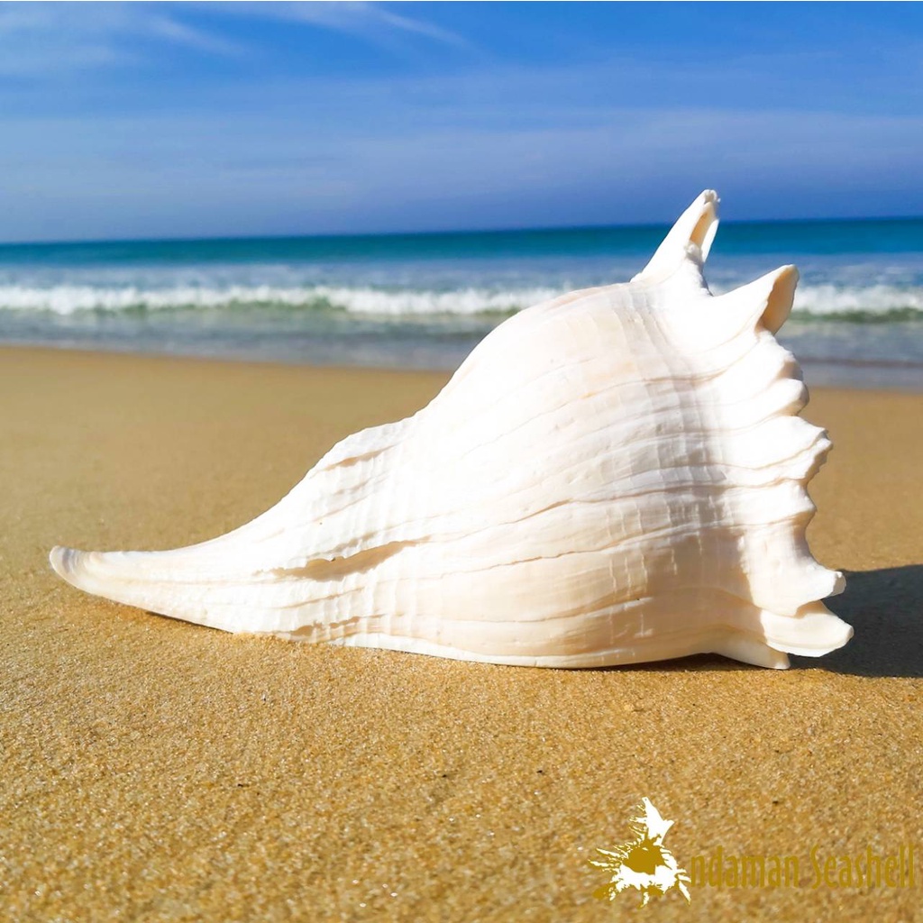 andaman-seashell-เปลือกหอย-หอยสังข์แคริเบี่ยน-sinistrofulgur-perversum