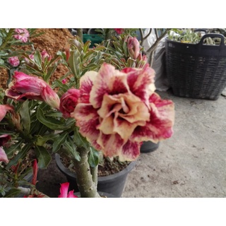 ภาพหน้าปกสินค้าโกลเด้นเยียร์ golden year ต้นชวนชม ดอกซ้อน adenium desert rose plant ที่เกี่ยวข้อง