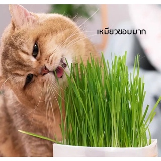 ภาพหน้าปกสินค้าเมล็ดข้าวสาลีนำเข้าเกรดพรีเมี่ยม Organic 100%  เมล็ดข้าวสาลีคัดพิเศษ หญ้าแมว สารอาหารสูง Organic ที่เกี่ยวข้อง