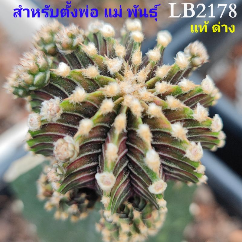 แคคตัสlb2178แท้-แรร์ไอเทม-รายการแนะนำ-หน่อเด็ดสดใช้กราฟ-สำหรับตั้งพ่อ-แม่พันธุ์ใช้ทำเมล็ดlbแท้ด่างขนาดหน่อ1-5cmใช้กราฟ