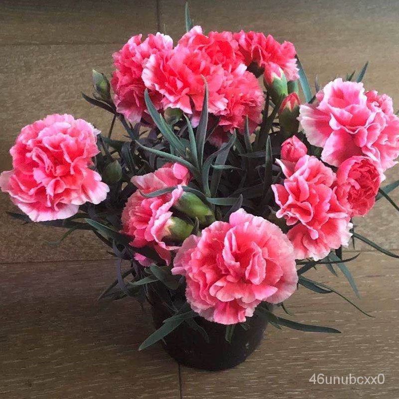 เมล็ด-ขายดี-เมล็ดคาร์เนชั่น-carnation-flower-seeds-200เมล็ดพันธุ์คุณภาพ-พันธุ์ไม้ดอก-ต้นไม้ฟอกอ-เมล็ด-เมล็ดพันธุ์-ต้น-f5