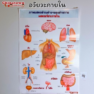 อวัยวะภายใน โปสเตอร์กระดาษ 53*77cm (21*30 นิ้ว)✅ วิทยาศาสตร์ เรียนหมอ พันธุกรรม Anatomy โครงกระดูกมนุษย์ กล้ามเนื้อ