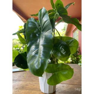 Philodendron Burle Marx木瓜/上衣/男装/通心菜/香菜/儿童/裙子/头饰/帽子/生菜/ PGTA