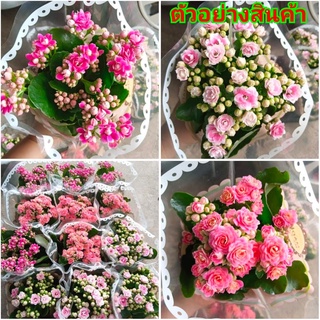 (1ต้น) กระถาง 6-8 นิ้ว ดอก ต้น กุหลาบหินฮอลแลนด์ ต้นกุหลาบหินฮอลแลนด์ กุหลาบหิน ฮอลแลนด์ ต้นกุหลาบหิน สี ชมพู โอรส
