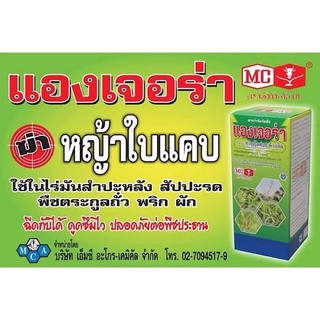 ยาฆ่าหญ้าใบแคบ แองเจอร่า ควิซาโลฟอป-พี-เอทิล หญ้าปากควาย ดอกขาว ข้าวนก ตีนติด ลูกข้าว ตราหัววัว