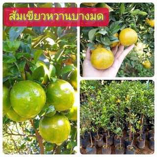 ต้นพันธุ์ส้มเขียวหวานบางมด ต้นแข็งแรง พร้อมปลูก