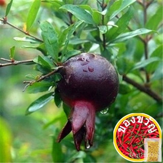 30Pcs/Pack Black Pomegranate Seeds Home Garden Delicious Fruit Tree Bonsai Seeds木瓜/香菜/芹菜/上衣/通心菜/裙子/儿童/园艺/文胸/鲜花/ KAYW