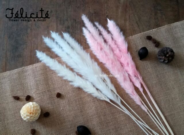 หญ้าหางจิ้งจอก-foxtail-grass