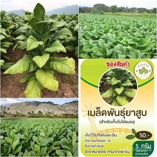 เมล็ดอวบอ้วน100%，ไทยในสต็อกพร้อมส่ง[ซื้อครบ 10ซอง แถม 1ซอง] เมล็ดพันธุ์ต้นยาสุบ พันธุ์พื้นเมือง สำหรับเก็บใบไล่แมลง ทำน้