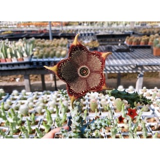 Edithcolea grandis พรมเปอร์เซีย