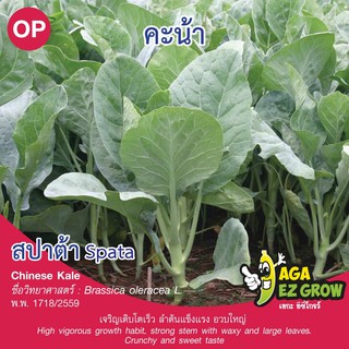 เมล็ดพันธุ์ คะน้ายอด สปาต้า บรรจุ 10 กรัม [โปรโมชั่น ซื้อ10ซอง แถมฟรี 1ซอง]