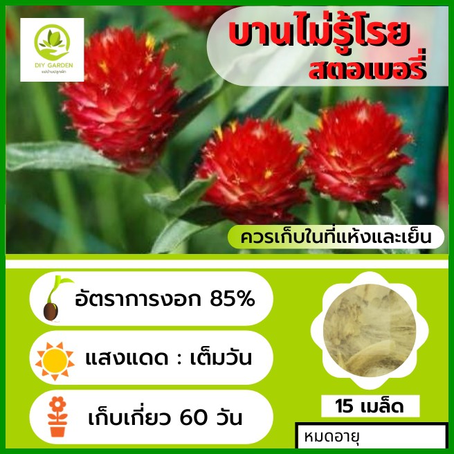 เมล็ดพันธุ์ดอกไม้-บานไม่รู้โรย-สตอเบอรี่-เมล็ดพันธุ์ดอกไม้นำเข้า-ดอกไม้มงคล-จัดสวน-แต่งสวน-ปลูกดอกไม้-ปลูกผัก-ผักสวนครัว