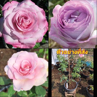 (1ต้น) ดอก ต้น กุหลาบ โคลแครอลมิลเลอร์ นิโคแคลอนมิลเลอร์ nicole carol miller rose สีม่วง พาสเทล  buncha