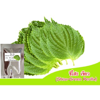 เมล็ดพันธุ์ชิโสะ สีเขียว (Green Shiso50 เมล็ด (ไม่ใช่พืชที่มีชีวิต)