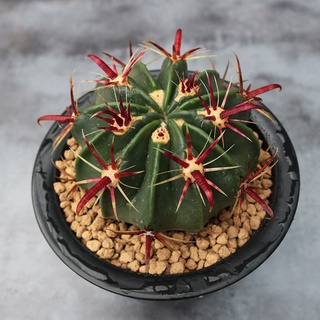 ลูกแพร์สีฟ้าพระอาทิตย์ขึ้นหนามสีแดงหนามกว้างดอก succulents เป็นอาหารที่ง่ายต่อการใช้ไม้กระถางขนาดเล็กบนโต๊ะในร่ม