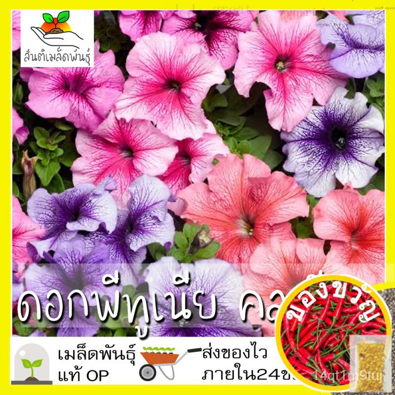 เมล็ดพันธุ์-ดอกพีทูเนียเตี้ย-คละสี-500เมล็ด-mixed-dwarf-petunia-flower-seed-เมล็ดพันธุ์แท้100-นำเข้าจากต่างประเทศ-ปลูกผ