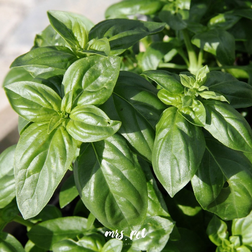 เมล็ดอิตาเลียนเบซิล-italian-large-leaf-basil