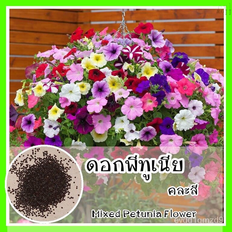 พร้อมส่ง-รหัส-017-เมล็ดพันธุ์แท้-op-ดอกพิทูเนีย-คละสี-mixed-petunia-flower-พิทูเนีย-ต้องตัดแต่งกิ่ง-ถึงจะเป็นพุ่ม