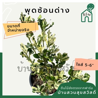 พุดซ้อนด่าง กระถาง 5-6 นิ้ว ต้นพุดซ้อนด่าง เป็นไม้แดด ใบสีด่างสวย