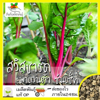 เมล็ดพันธุ์ สวิสชาร์ด มาเกนต้าซันเซ็ท  เมล็ด Magenta Sunset Swiss Chard Seed เมล็ดพันธุ์แท้50 เมล็ด (ไม่ใช่พืช)