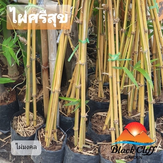 ไผ่ศรีสุขทอง ไผ่มงคล bamboo blackcliffgarden ไม้ไผ่ ไม้มงคล ลำต้นตรง เป็นร่มเงากันแสงตามธรรมรชาติ