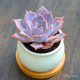 【Ready stock】Succulent ฉ่ำรวมกันกระถางป้องกันรังสีพืชสีเขียวดอกไม้ LBDT