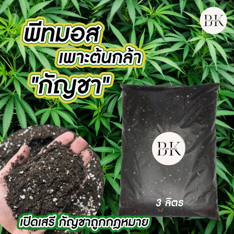 พร้อมส่ง-เมล็ดพันธุ์กัญชา-เมล็ดละ-1-บาท-พันธุ์หางกระรอกไทยภูพาน-แท้100-ปลูกง่าย-มีวิธีปลูกให้ครบ