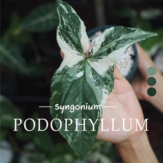 ภาพหน้าปกสินค้า[อัพเดทใหม!] เงินไหลมาด่างขาว Syngonium podophyllum ที่เกี่ยวข้อง
