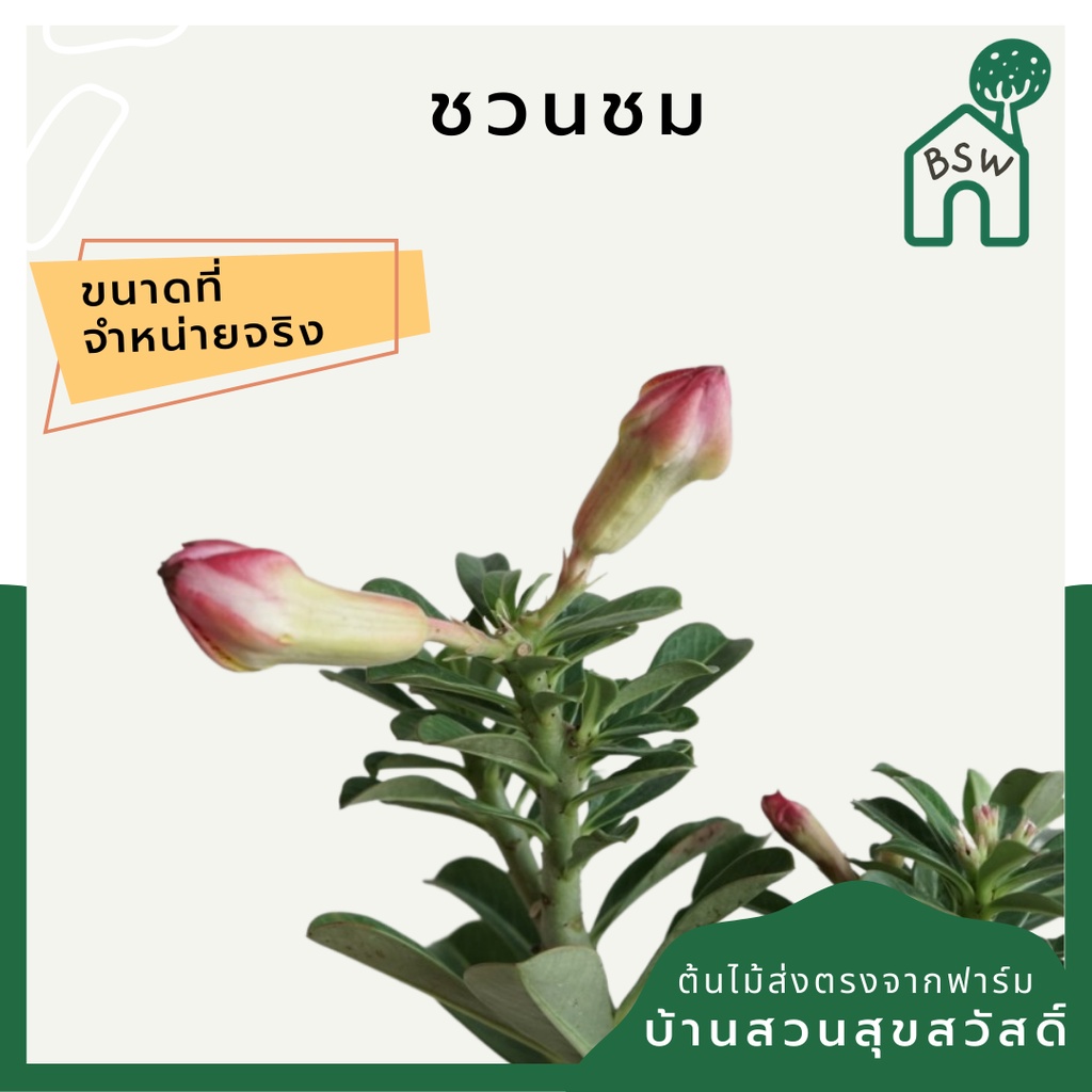 ต้นชวนชม-ขนาด-8-นิ้ว