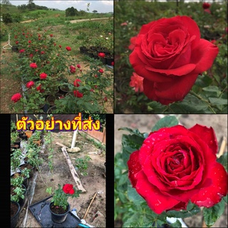 (1ต้น)  ดอก ต้น กุหลาบ Traditional home Anniversary เทรดดิชั่น buncha