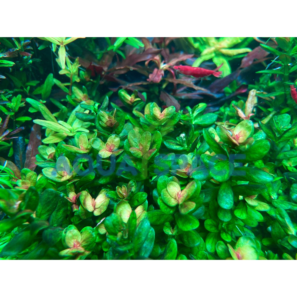 rotala-indica-bonsai-ก้านธูปเขียว-กลางตู้-หลังตู้-พรรณไม้น้ำ-ต้นไม้น้ำ-ตู้ไม้น้ำ-ไม้ข้อ-ไม้เขียว-ไม้แดง