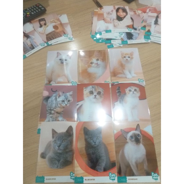 cgm48-ใบเศษฟตซ-catidol-พร้อมส่ง