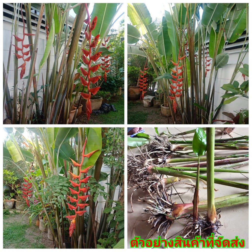 ขาย-เหง้าพันธุ์-เอ็กเซลซ่า-heliconia-excelsa-ต้นเฮลิโคเนีย-ต้น-เฮลิโคเนีย-heliconia-heliconia-ต้น-ดอก-เหง้า-เอ็ก