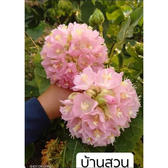 ต้นพุดตานญี่ปุ่น-บ้านสวนพันธุ์ไม้