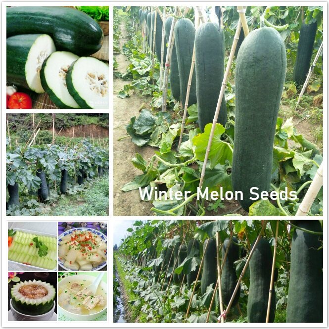 เมล็ดพันธุ์ฟักเขียว-เมล็ด-winter-melon-seeds-vegetable-seeds-เมล็ดพันธุ์ผัก-ผักอ-นี่มันเมล็ดพืช-ไม่ใช่พืช