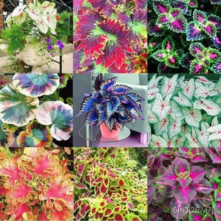 （เมล็ดพันธุ์ ถูก คละ）เมล็ดพันธุ์ ราชินีใบไม้ Mix Colors Caladium Seeds Bonsai บรรจุ 100 เมล็ด Air Plants เมล็ดบอนสี บอนส