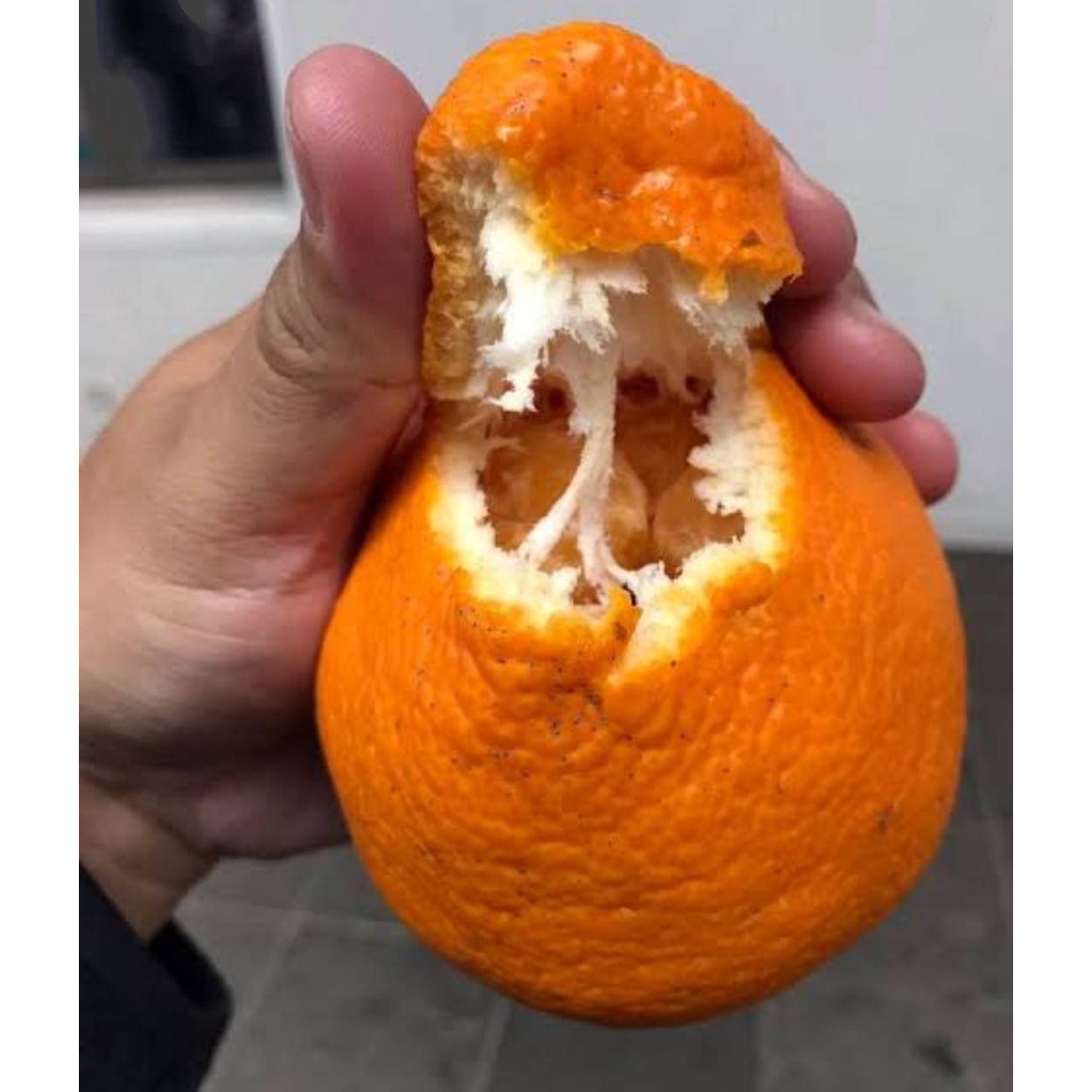 dekopaog-orange-ส้มญี่ปุ่นมาแรง-ว่ากันว่า-อร่อยที่สุดในโลกเลยเชียว-ไร้เมล็ด-ลูกใหญ่-เนื้อแน่นฉ่ำ-ต้นละ-239-บาท