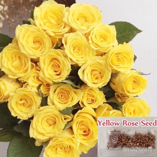 （เมล็ดพันธุ์ ถูก คละ）เมล็ดพันธุ์กุหลาบเลื้อย กุหลาบ สีเหลือง (Yellow Rose Flower Seeds) ต้นกุหลาบ ต้นไม้มงคล ต้นไม้ฟอกอา