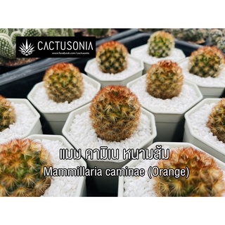 คามิเน หนามส้ม / Mammilaria Caminae Orange