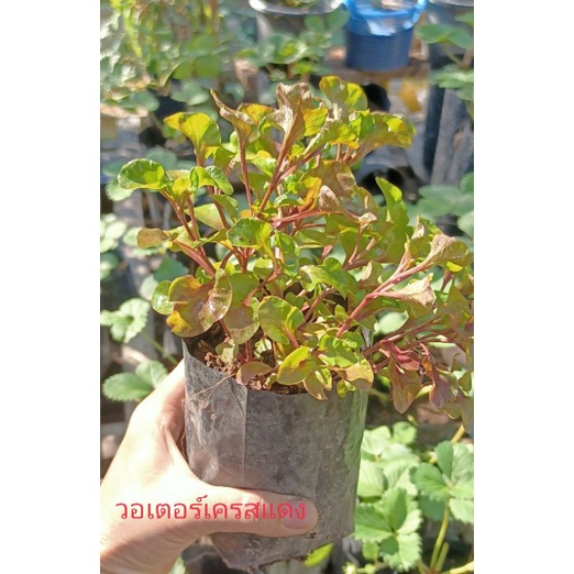 วอเตอร์เครสแดง-red-watercress-สลัดน้ำ-ในถุงชำ