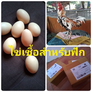 สินค้า ไข่เชื้อสำหรับฟักเหลืองหางขาว