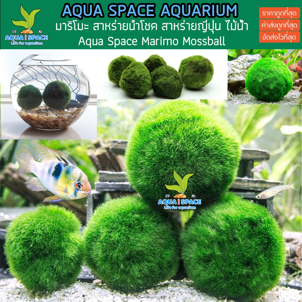 มาริโมะ-มอสบอล-marimo-มาริโมะ-สาหร่ายตกแต่งตู้ปลา-แท้-100-ขนาด-3-4-cm-สาหร่ายมาริโมะ-มอสบอล-สาหร่ายนำโชคญี่ปุ่น