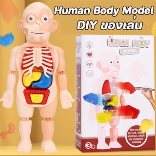 💝พร้อมส่งจ้า🌈โมเดลร่างกายมนุษย์ Human Body Model ของเล่นแนววิทยาศาสตร์ ของเล่นเด็ก