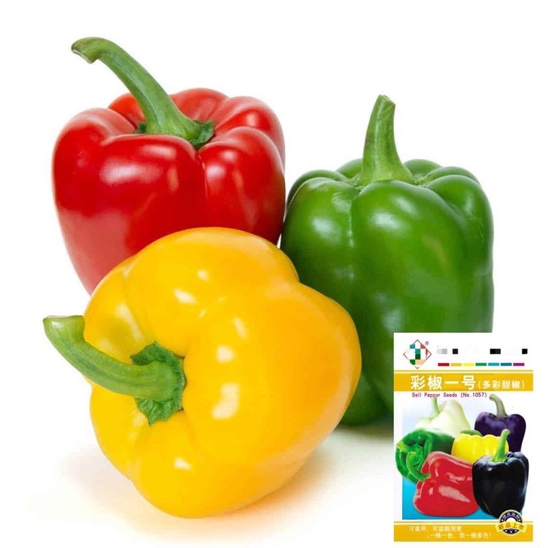 พริกหวาน คละสี Bell Pepper Color Mix Original สายพันธุ์ OP จำนวน 50