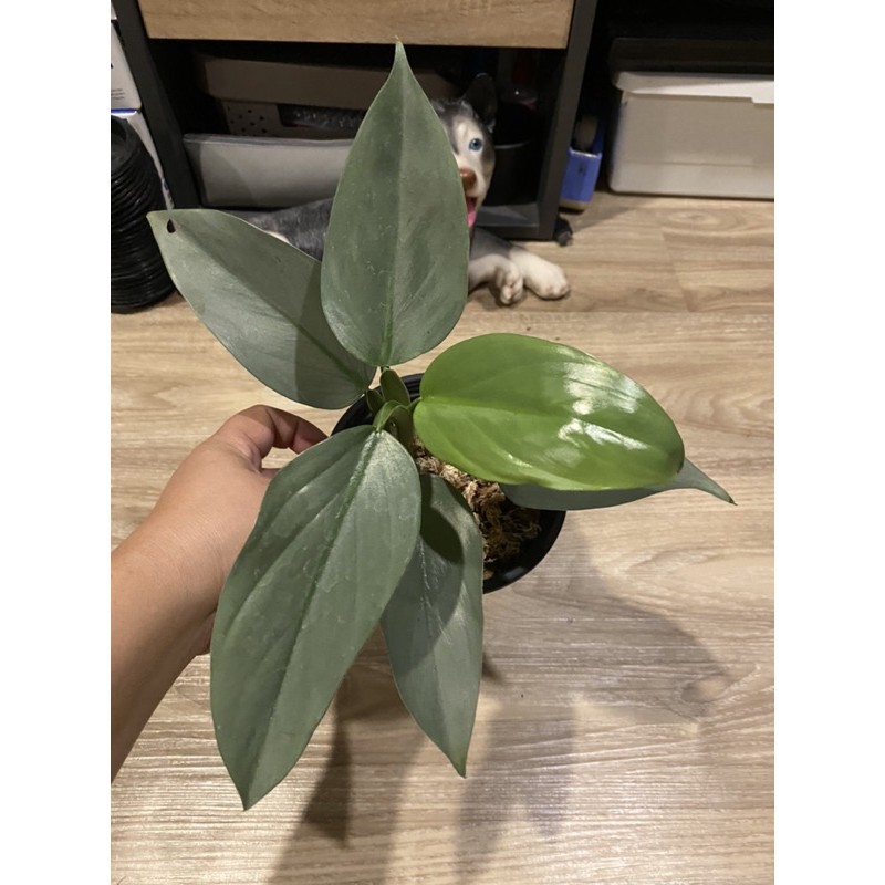 philodendron-hastatum-ฟิโลดาบเงิน