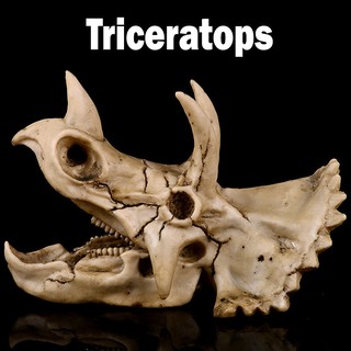 Model โมเดล หัวกะโหลก Triceratops ไทรเซอราทอปส์ ไดโนเสาร์ Dinosaur วัสดุ Resin เรซิ่นเกรดสูง