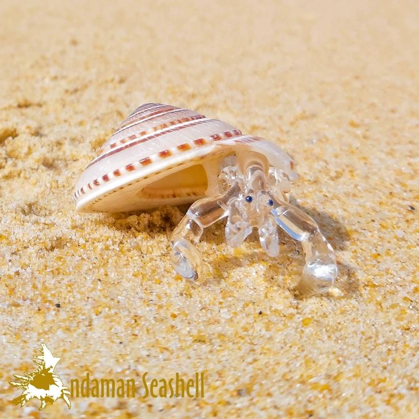 andaman-seashell-แก้วเป่าติดเปลือกหอย-รูปปูเสฉวน-ติดเปลือกหอย-40